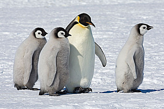 帝企鹅,三个,幼禽,威德尔海,南极
