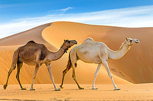 骆驼,走,沙漠