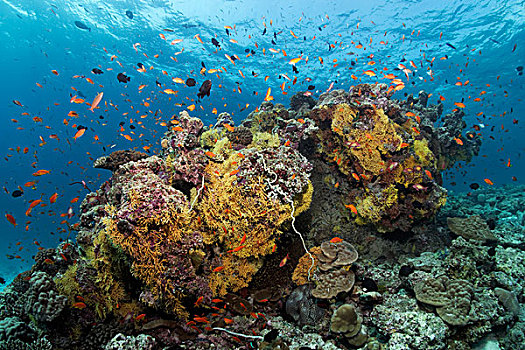 珊瑚,多样,软珊瑚,环礁,印度洋,马尔代夫,亚洲