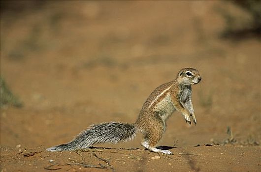 条纹,地松鼠,站立,卡拉哈迪,国家公园,南非
