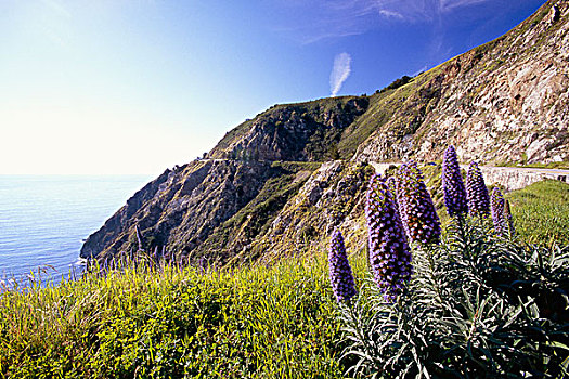 太平洋海岸,景色,蓝色,野花,大,加利福尼亚,美国