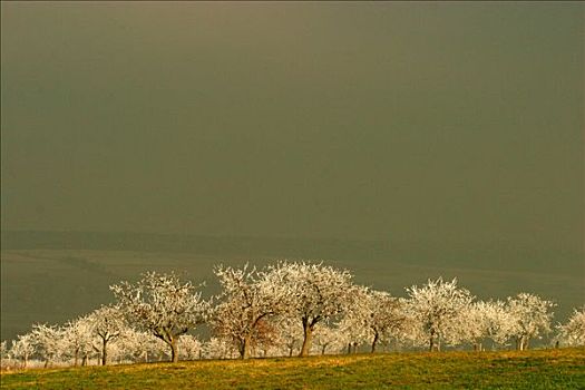 果树,白霜,盛开,隆冬