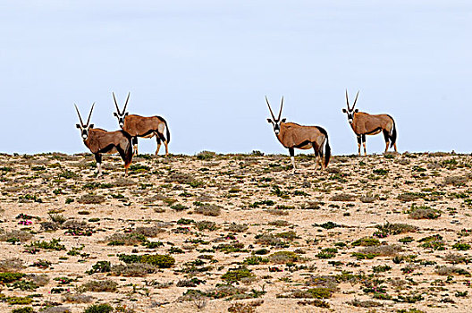 南非大羚羊,羚羊,纳马夸兰,南非,非洲