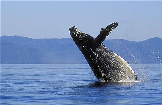 阿拉斯加,驼背鲸,鲸跃