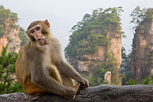 猕猴,猴子,展示,山,五陵塬,地区