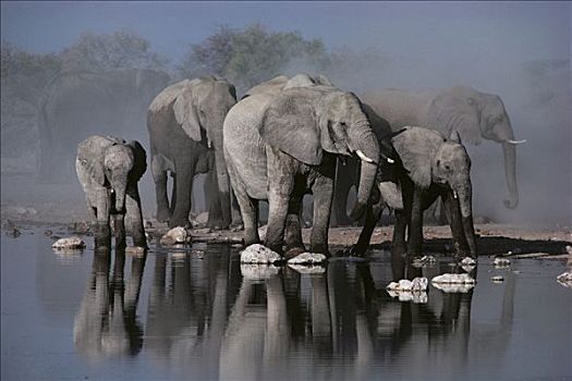 非洲象,牧群,水潭,埃托沙国家公园,纳米比亚