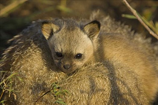 大耳狐,四个,星期,老,幼仔,马赛马拉国家保护区,肯尼亚