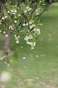 花开花落