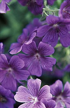 紫色,天竺葵