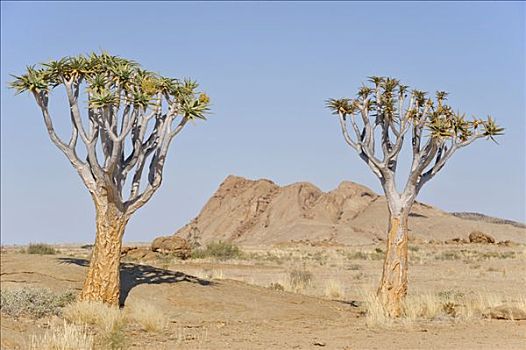 抖树,二歧芦荟,正面,艾尔斯巨石,纳米比诺克陆夫国家公园,纳米比亚,非洲