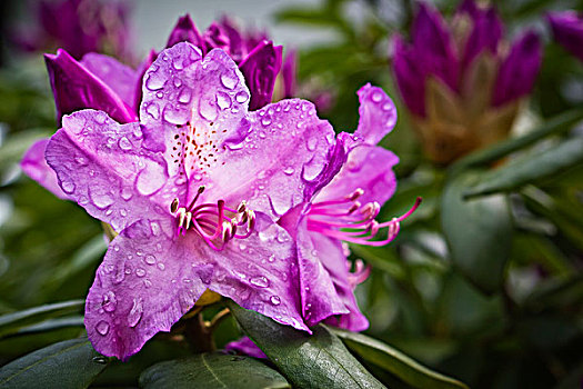 杜鹃花属植物,花,雨滴
