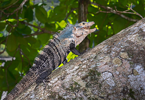 黑色,鬣蜥蜴,吃,水果,树,曼纽尔安东尼奥国家公园,蓬塔雷纳斯,哥斯达黎加,中美洲
