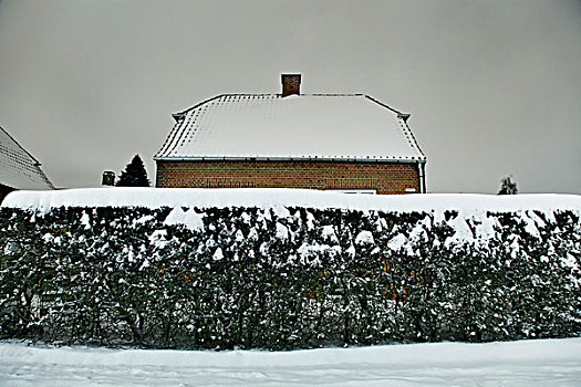 积雪,灌木,房子
