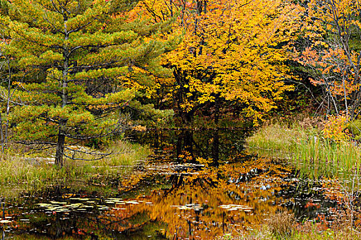 松树,枫树,反射,海狸塘,安大略省,加拿大