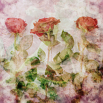 梦幻,花,蒙太奇,三个,红玫瑰
