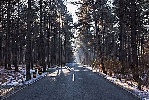 冬季清晨林间公路