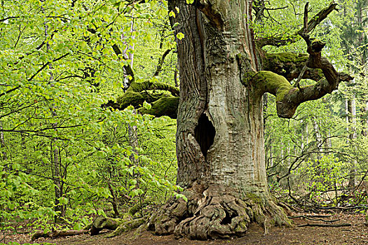 橡树,栎属,自然保护区,黑森州,德国,欧洲