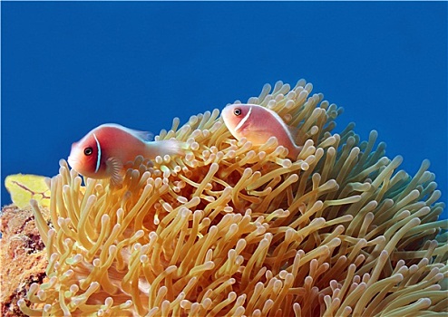 粉红海葵鱼