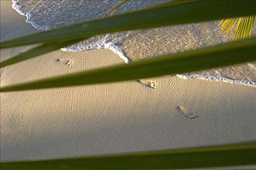 夏威夷,棕榈叶,脚印,海滩,靠近,海岸线,温暖,软,亮光