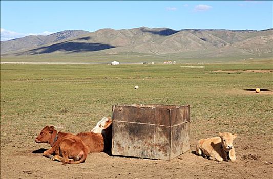 母牛,休息,蒙古,地点