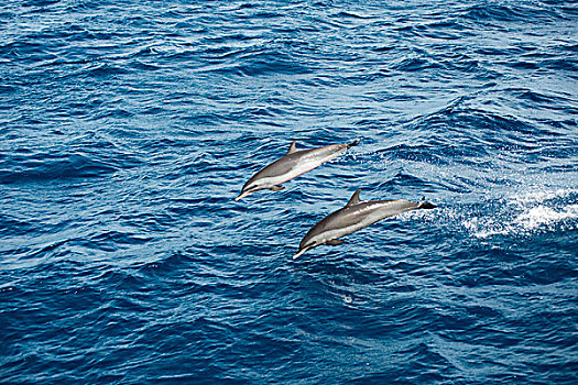 dominica,roseau,dolphins,swimming,in,the,blue,sea