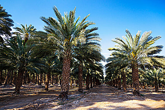 排,棕榈树,蓝天,以色列