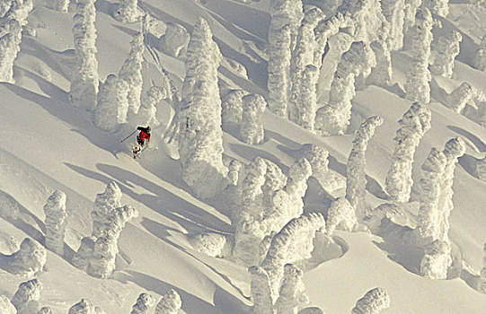 高山滑雪,粗厚,大,白鲑,蒙大拿