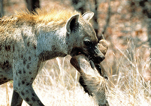 克鲁格国家公园,鬣狗