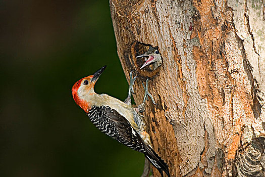 啄木鸟,幼仔,巢