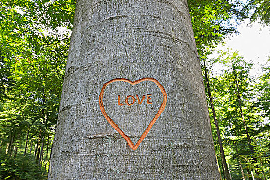 心形,雕刻,山毛榉树,树干,施佩萨特,巴伐利亚,德国,欧洲