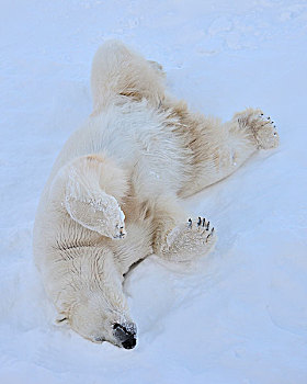 北极熊,欺骗,卧,雪中