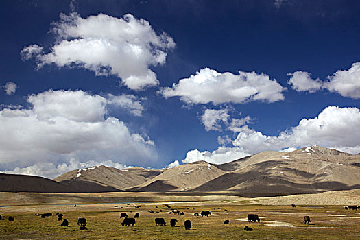 牦牛,牧群,山,山脉,塔吉克斯坦,中亚