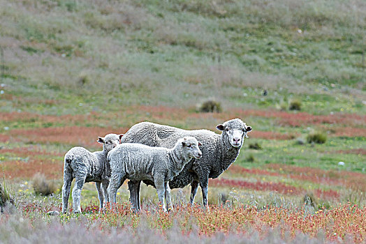 绵羊,草场,两个,羊羔,麦肯齐山区,南岛,南部地区,新西兰,大洋洲