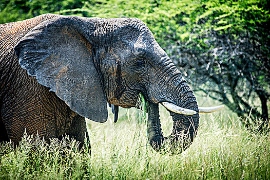 大象,象科,进食,禁猎区,南非