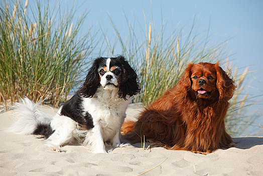查尔斯王犬,三种颜色,红宝石,动物,一对,坐,沙丘,特塞尔,荷兰