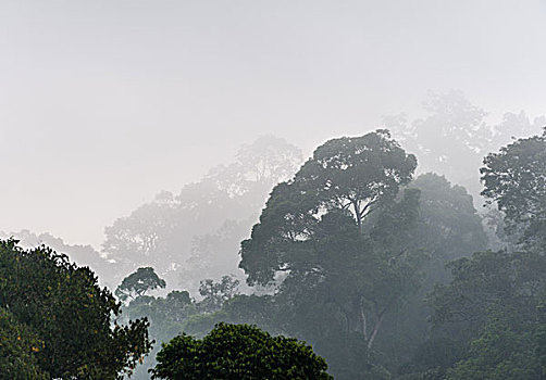 丛林,雾气,剪影,树,佩里亚,坝,泰米尔纳德邦,印度,亚洲