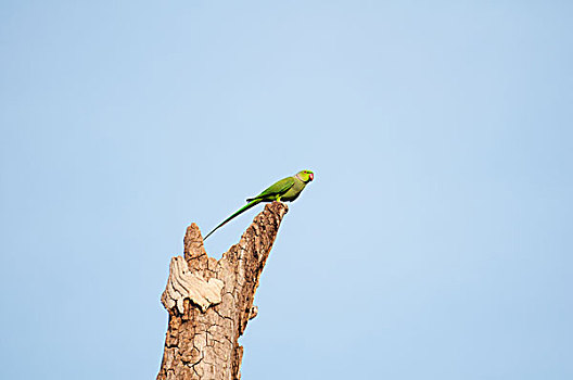 长尾鹦鹉,上方,蓝天背景,斯里兰卡