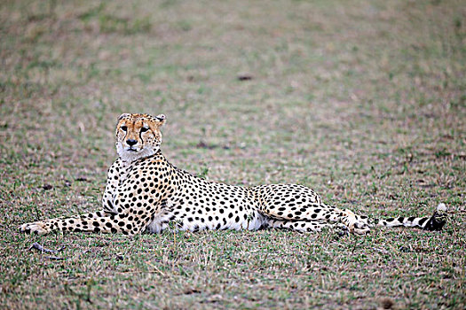 印度豹,放松,草,马赛马拉国家保护区,肯尼亚,东非,非洲