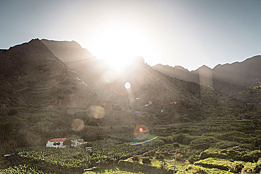 风景,香蕉,种植园