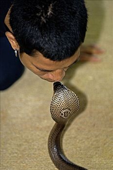 蛇,展示,泰国