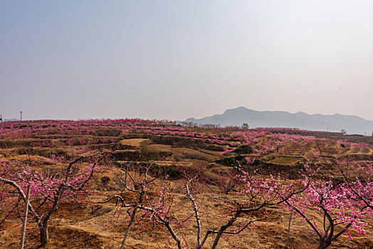 山东蒙阴桃花