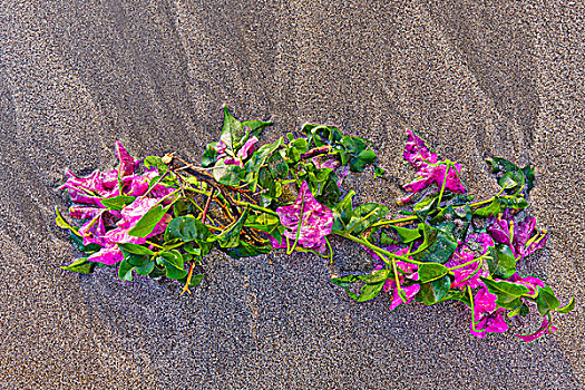俯拍,叶子花属,花,海滩,夏威夷,美国