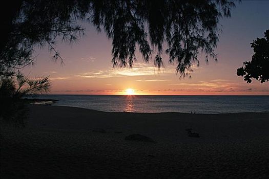 夏威夷,瓦胡岛,北岸,水,岸边,漂亮,沙滩,日落,框架,树