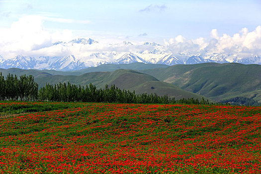 新疆天山红花