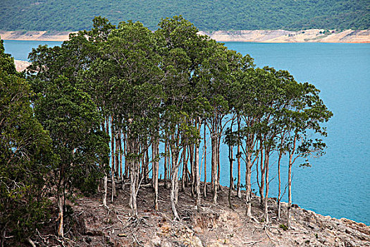 树林,靠近,湖