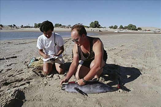 测量,鼠海豚,杀死,网,鲨鱼,鱼,加利福尼亚湾,墨西哥