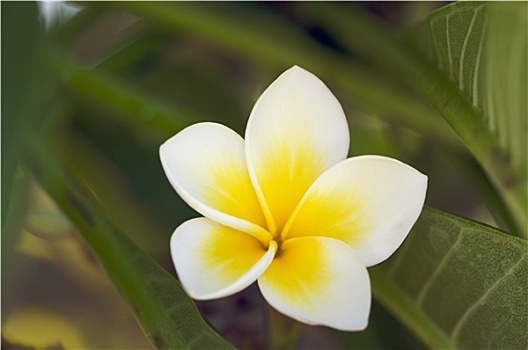 黄色,鸡蛋花,花,树,考艾岛,夏威夷