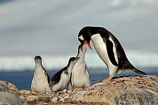 南极,南极半岛,湾,巴布亚企鹅,进食,场景