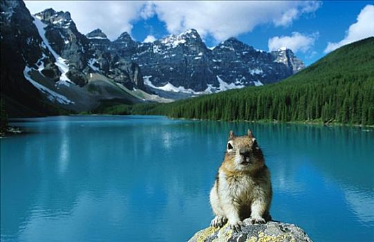 松鼠,正面,冰碛湖,班夫国家公园,加拿大