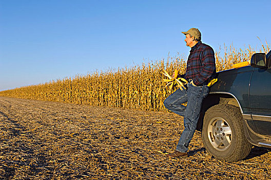 农业,农民,靠着,卡车,检查,玉米棒,看,室外,地点,收获,成熟,谷物,玉米,爱荷华,美国